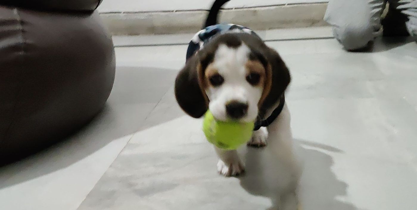 Puppy Noah in a camo jacket trotting toward the camera with a tennis ball in his mouth