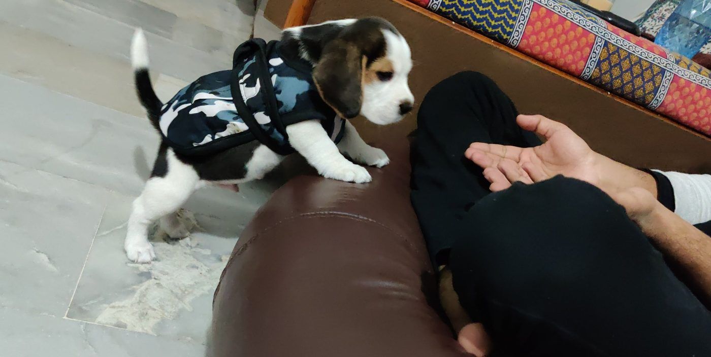 Puppy Noah in his camo jacket climbing onto a brown leather sofa