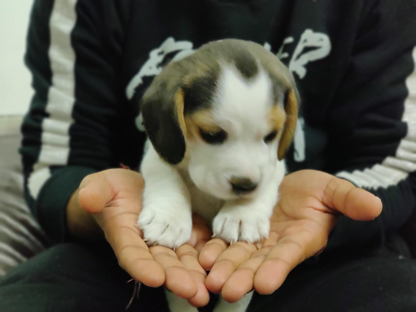 Puppy Noah sitting in cupped hands, front paws resting on the fingers