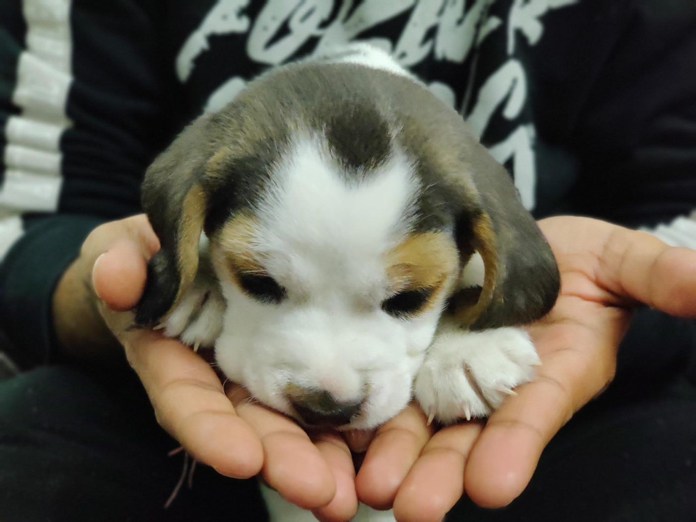 Tiny tricolour beagle puppy Noah dozing in a pair of cupped hands
