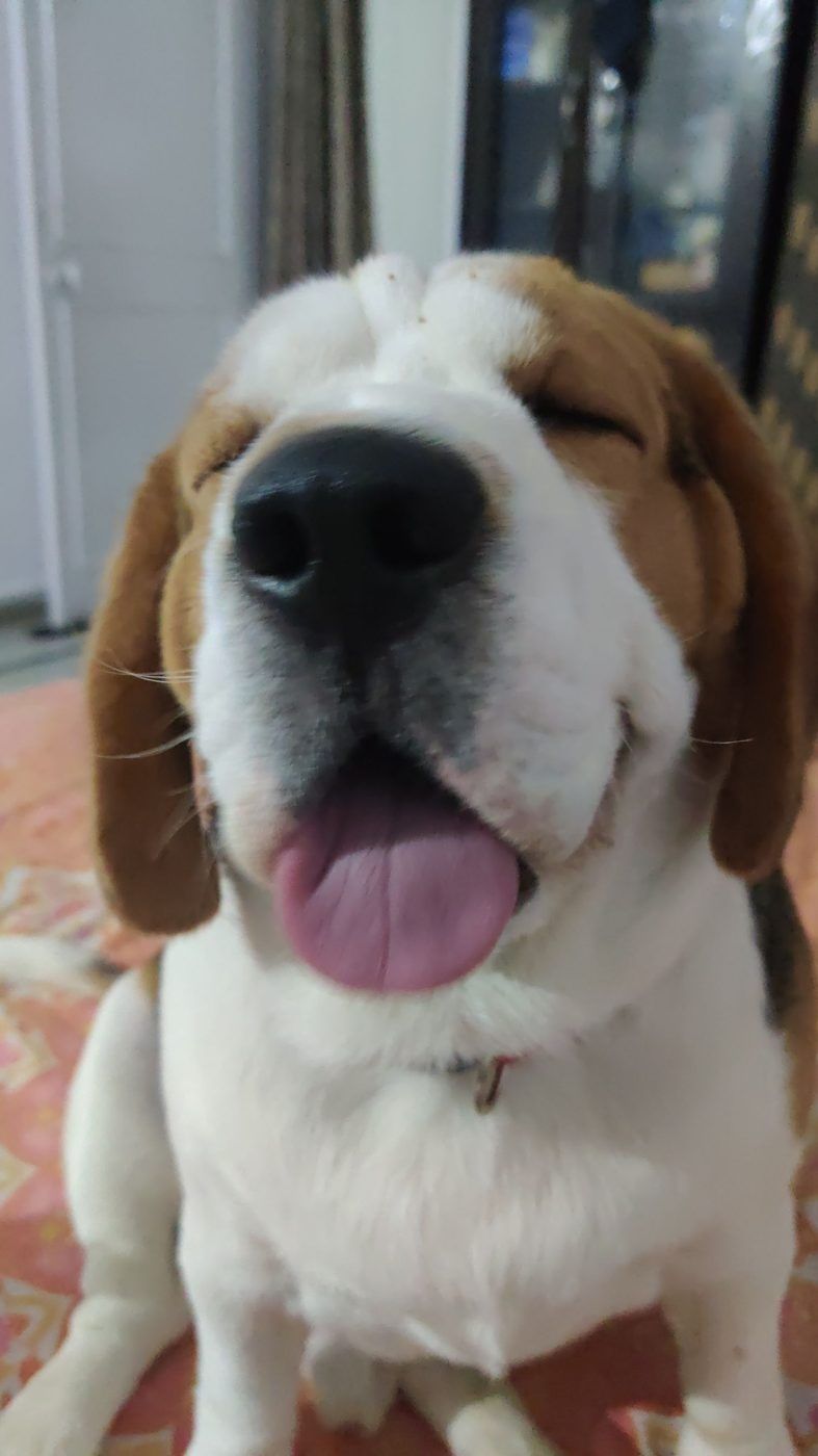 Noah grinning at the camera with his eyes squeezed shut and tongue out