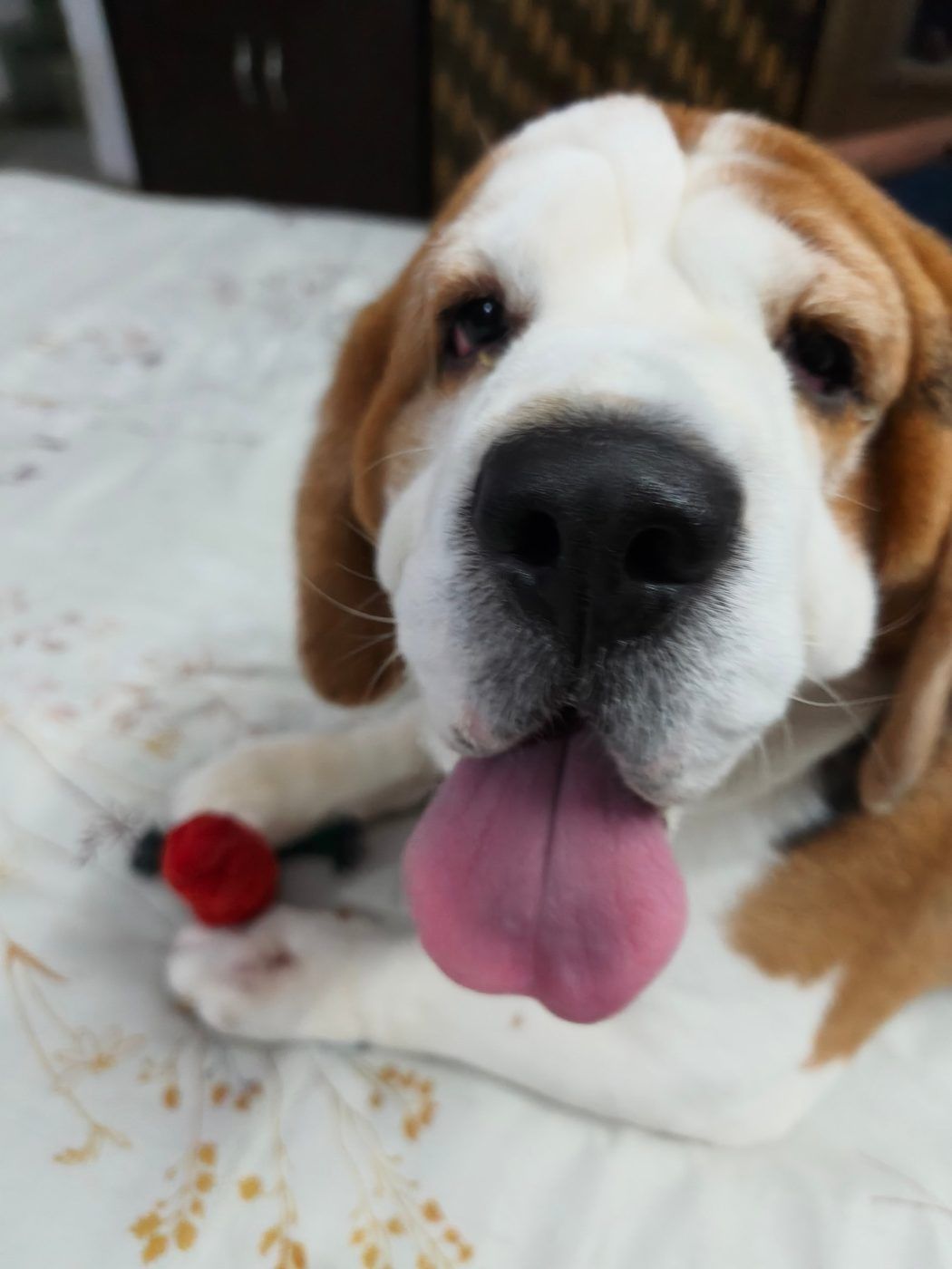 Grown-up Noah lying on a bed, tongue out, with a red toy between his paws